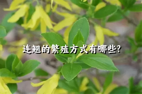 连翘的繁殖方式有哪些?