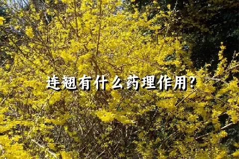 连翘有什么药理作用?