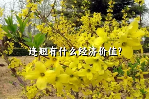 连翘有什么经济价值?