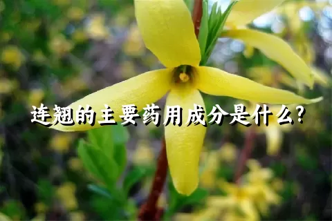 连翘的主要药用成分是什么?