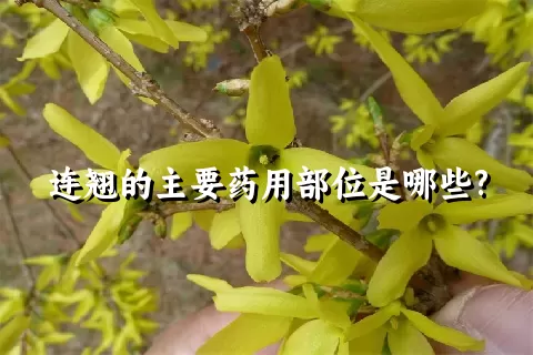 连翘的主要药用部位是哪些?