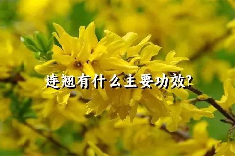 连翘有什么主要功效?