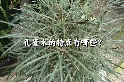 孔雀木的特点有哪些？