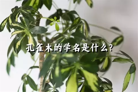 孔雀木的学名是什么？