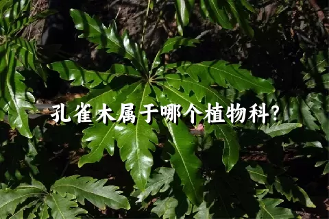 孔雀木属于哪个植物科？