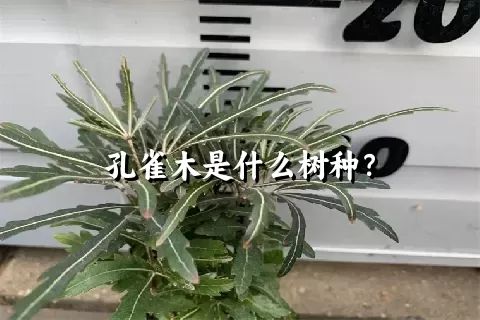 孔雀木是什么树种？