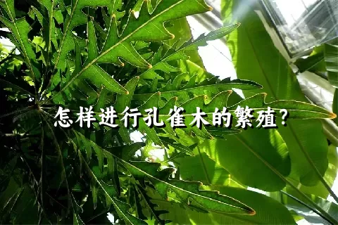 怎样进行孔雀木的繁殖？