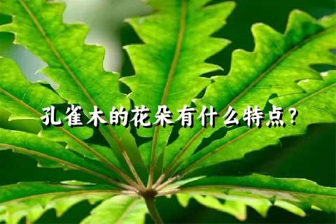 孔雀木的花朵有什么特点？