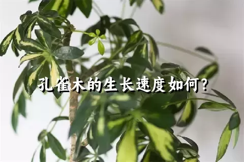 孔雀木的生长速度如何？