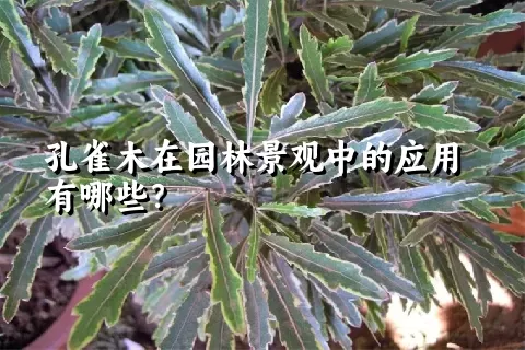 孔雀木在园林景观中的应用有哪些？