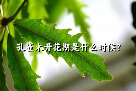 孔雀木开花期是什么时候？