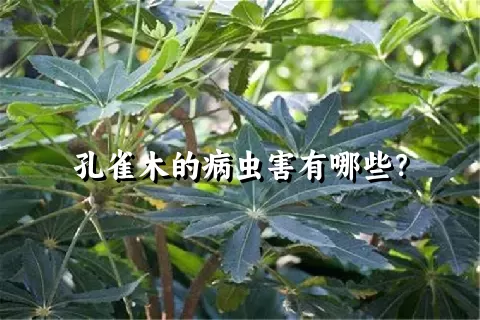 孔雀木的病虫害有哪些？