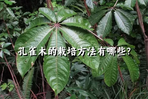 孔雀木的栽培方法有哪些？