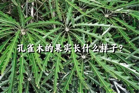 孔雀木的果实长什么样子？