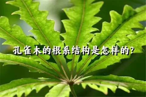 孔雀木的根系结构是怎样的？