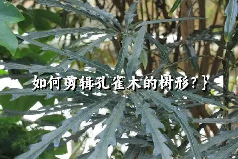 如何剪辑孔雀木的树形？