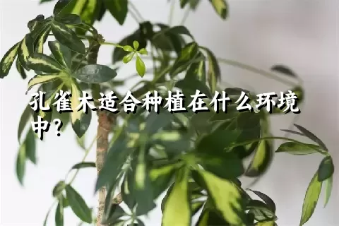 孔雀木适合种植在什么环境中？