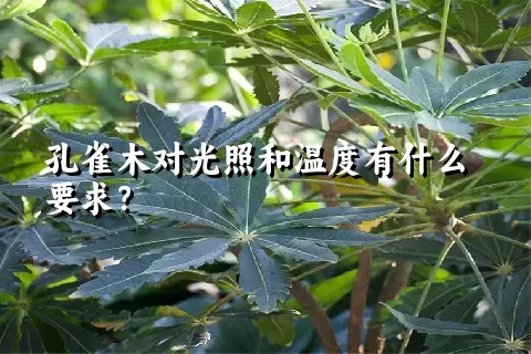 孔雀木对光照和温度有什么要求？