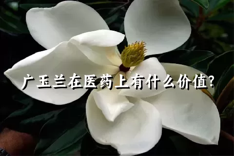 广玉兰在医药上有什么价值？