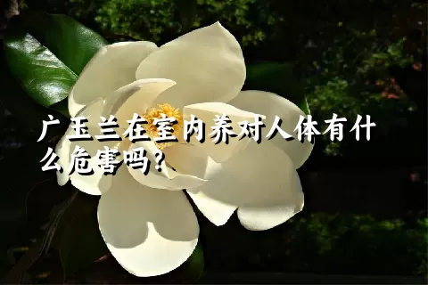 广玉兰在室内养对人体有什么危害吗？