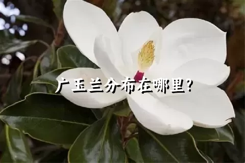 广玉兰分布在哪里?