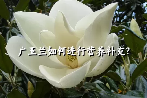 广玉兰如何进行营养补充？