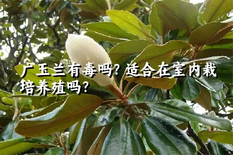 广玉兰有毒吗？适合在室内栽培养殖吗？