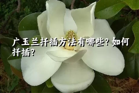 广玉兰扦插方法有哪些？如何扦插？