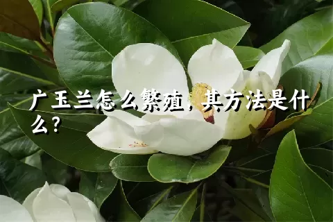 广玉兰怎么繁殖，其方法是什么？