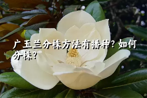 广玉兰分株方法有播种？如何分株？