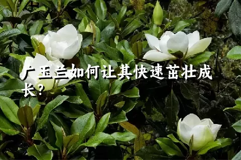 广玉兰如何让其快速茁壮成长？