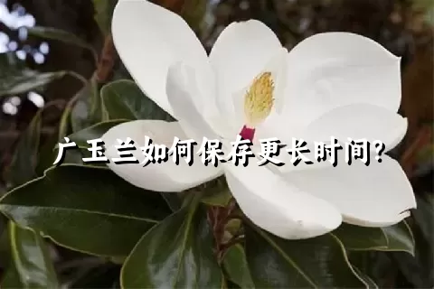 广玉兰如何保存更长时间？