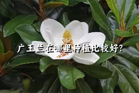 广玉兰在哪里种植比较好？