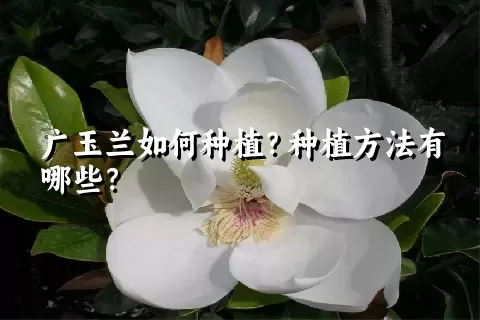 广玉兰如何种植？种植方法有哪些？