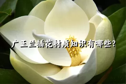 广玉兰插花材质知识有哪些？