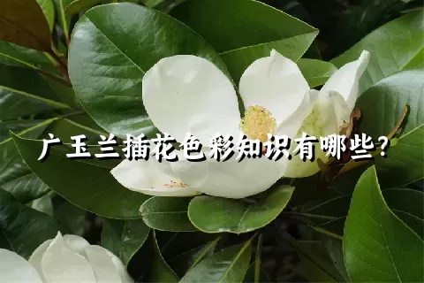 广玉兰插花色彩知识有哪些？