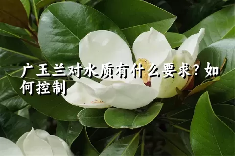 广玉兰对水质有什么要求？如何控制