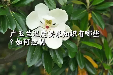 广玉兰温度要求知识有哪些？如何控制