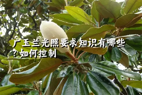 广玉兰光照要求知识有哪些？如何控制