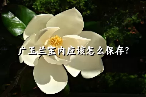 广玉兰室内应该怎么保存？