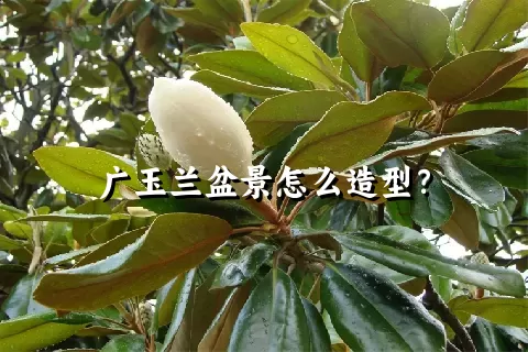 广玉兰盆景怎么造型？