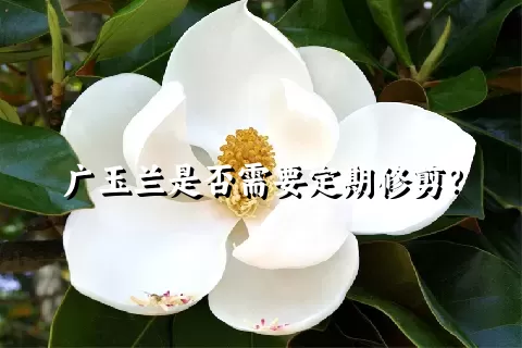 广玉兰是否需要定期修剪？