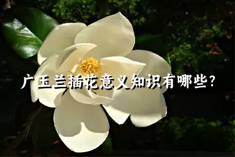 广玉兰插花意义知识有哪些？