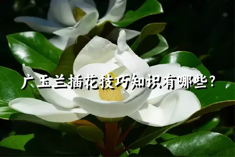 广玉兰插花技巧知识有哪些？