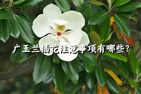 广玉兰插花注意事项有哪些？