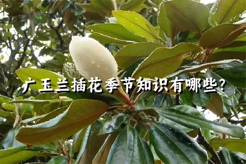 广玉兰插花季节知识有哪些？