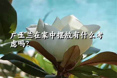 广玉兰在家中摆放有什么考虑吗？