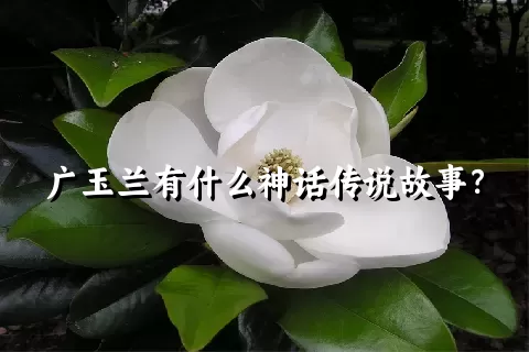 广玉兰有什么神话传说故事？