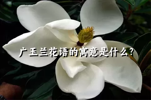 广玉兰花语的寓意是什么？