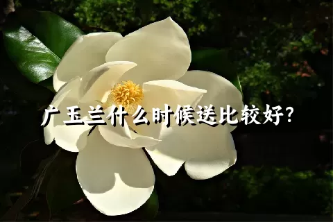 广玉兰什么时候送比较好？